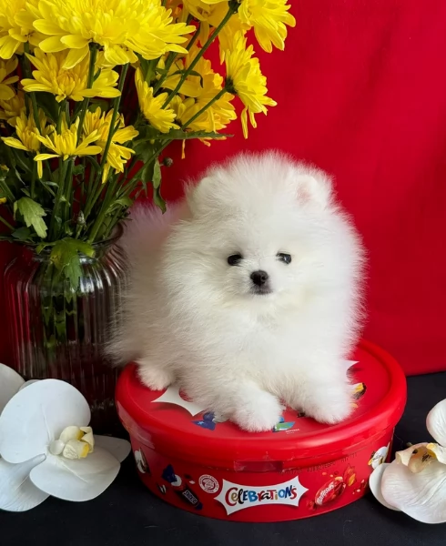 per adozione regalo Volpino Pomerania toy picolo razza | Foto 5