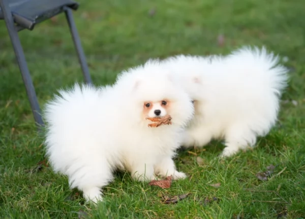 per adozione regalo Volpino Pomerania toy picolo razza | Foto 3