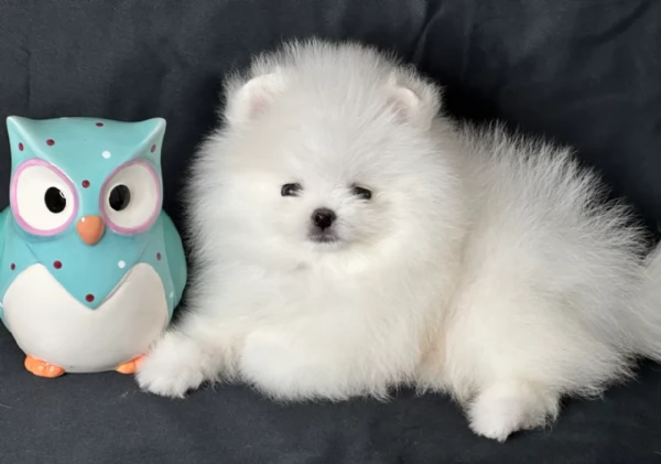 per adozione regalo Volpino Pomerania toy picolo razza | Foto 2