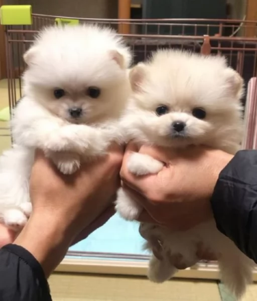 per adozione regalo Volpino Pomerania toy picolo razza | Foto 6