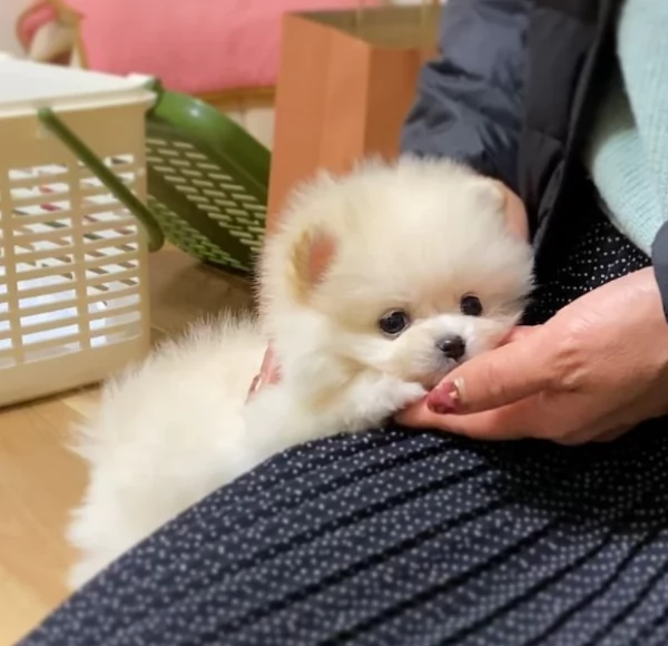 per adozione regalo Volpino Pomerania toy picolo razza | Foto 4