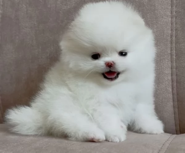 per adozione regalo Volpino Pomerania toy picolo razza | Foto 3