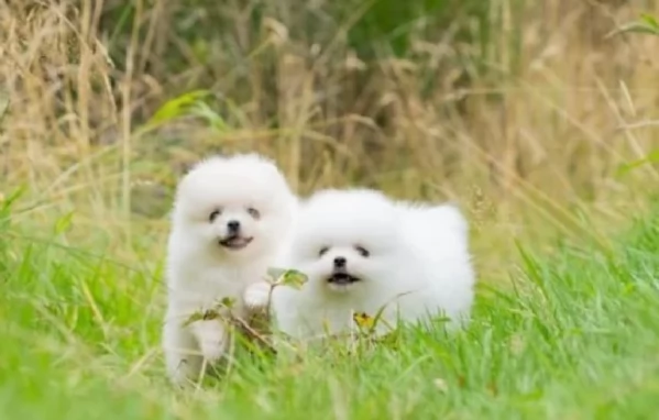 per adozione regalo Volpino Pomerania toy picolo razza | Foto 2