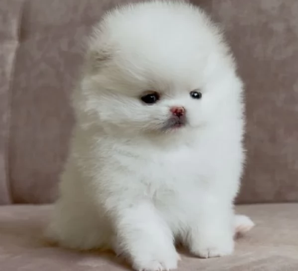 per adozione regalo Volpino Pomerania toy picolo razza
