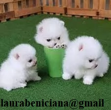 per adozione regalo Volpino Pomerania toy picolo razza | Foto 0