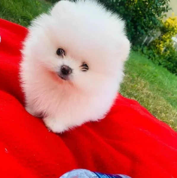 per adozione regalo Volpino Pomerania toy picolo razza | Foto 4