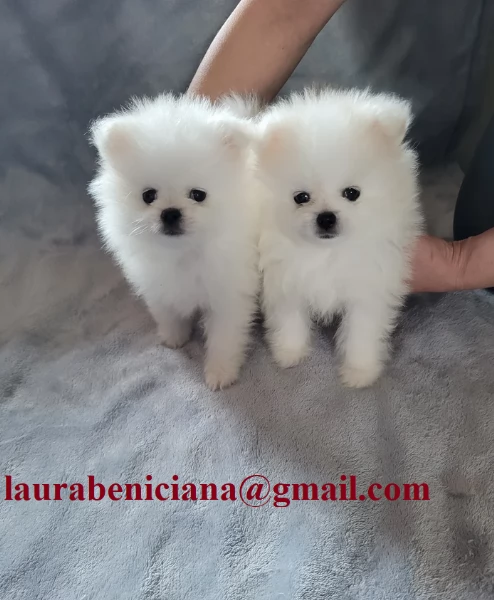 per adozione regalo Volpino Pomerania toy picolo razza | Foto 2