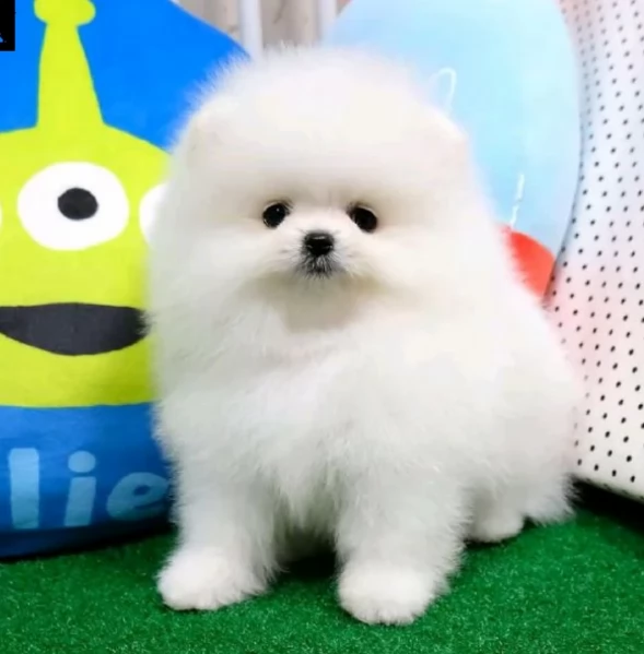 per adozione regalo Volpino Pomerania toy picolo razza | Foto 1