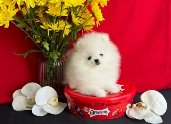 per adozione regalo Volpino Pomerania toy picolo razza