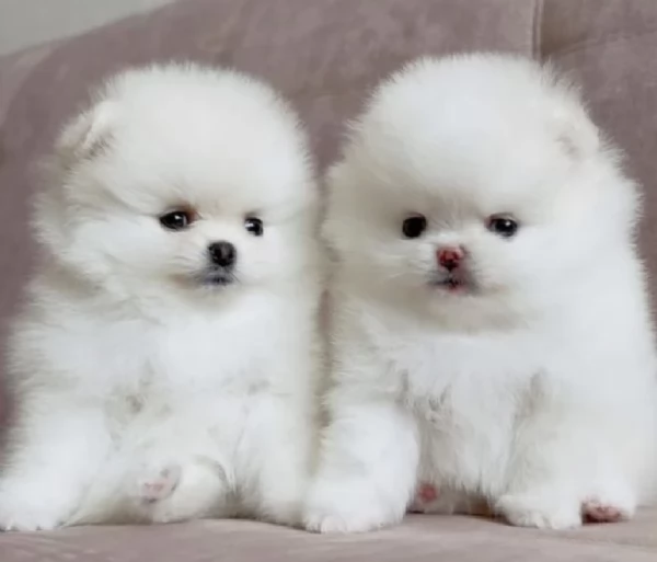 per adozione regalo Volpino Pomerania toy picolo razza | Foto 0
