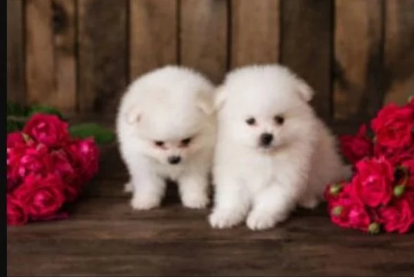 per adozione regalo Volpino Pomerania toy picolo razza | Foto 4