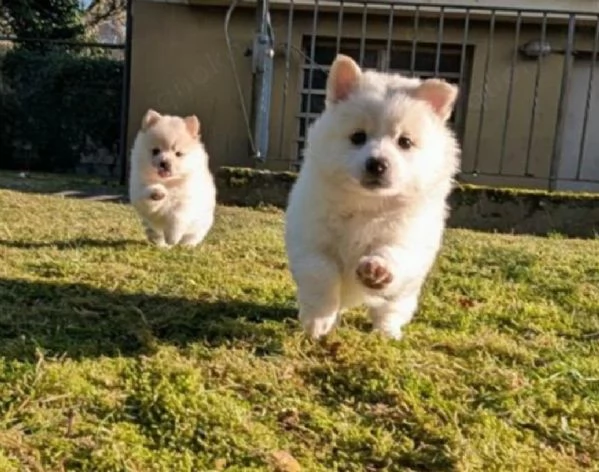 per adozione regalo Volpino Pomerania toy picolo razza