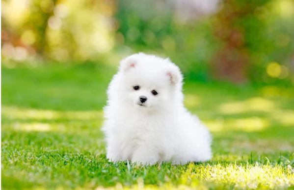 per adozione regalo Volpino Pomerania toy picolo razza | Foto 2