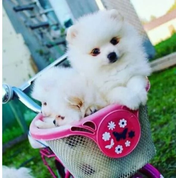 per adozione regalo Volpino Pomerania toy picolo razza | Foto 0