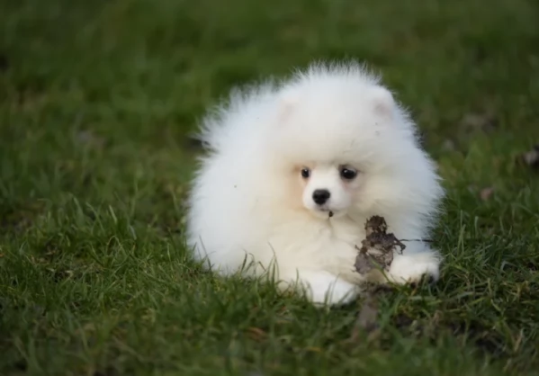 per adozione regalo Volpino Pomerania toy picolo razza | Foto 2