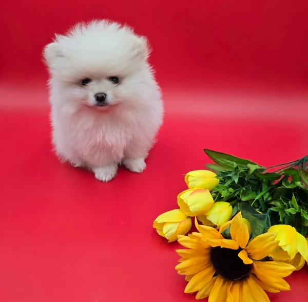 per adozione regalo Volpino Pomerania toy picolo razza | Foto 1
