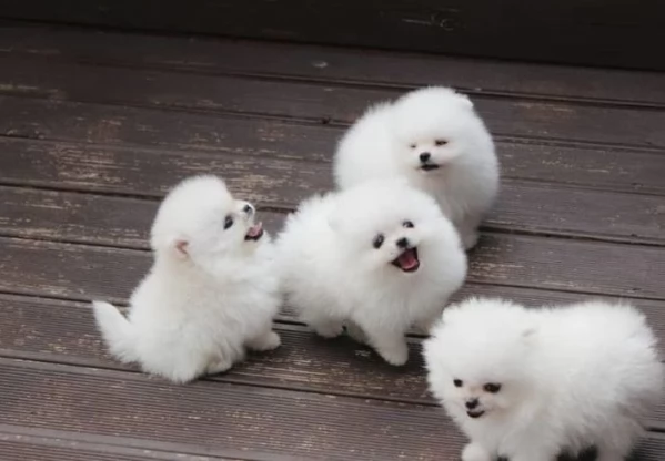 per adozione regalo Volpino Pomerania toy picolo razza | Foto 4