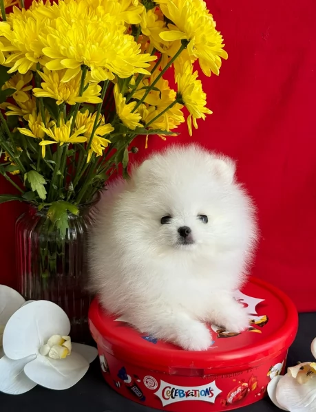 per adozione regalo Volpino Pomerania toy picolo razza | Foto 2