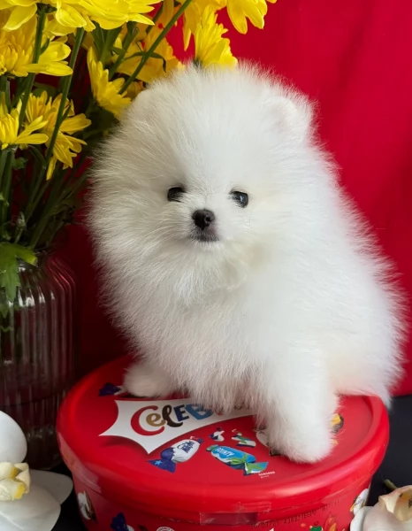 per adozione regalo Volpino Pomerania toy picolo razza | Foto 5