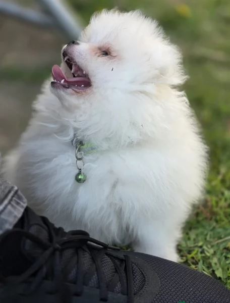 per adozione regalo Volpino Pomerania toy picolo razza | Foto 1