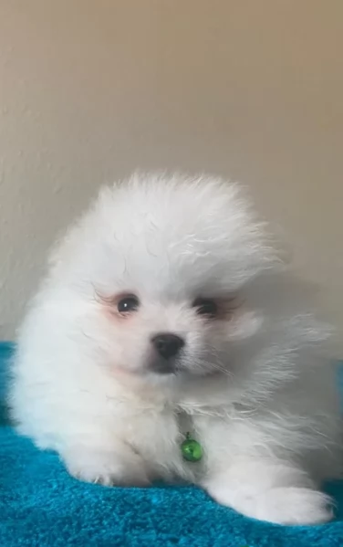per adozione regalo Volpino Pomerania toy picolo razza | Foto 0