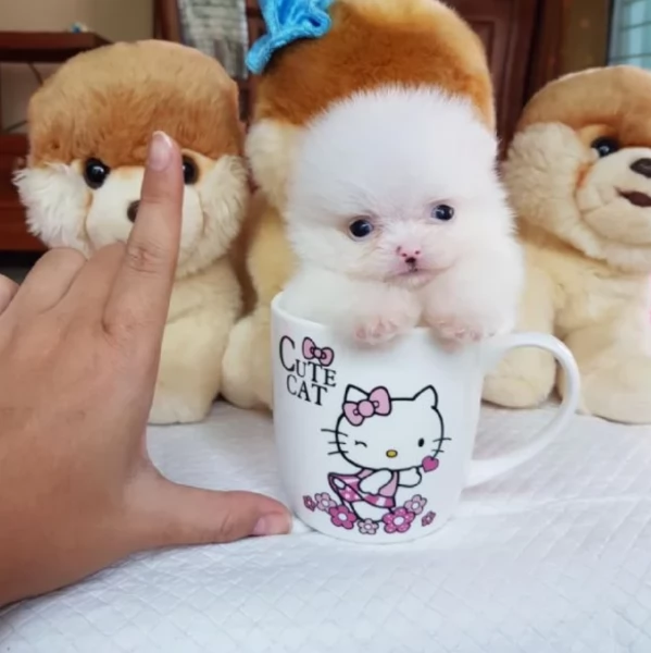 per adozione regalo Volpino Pomerania toy picolo razza | Foto 6