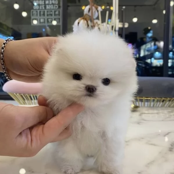 per adozione regalo Volpino Pomerania toy picolo razza | Foto 5