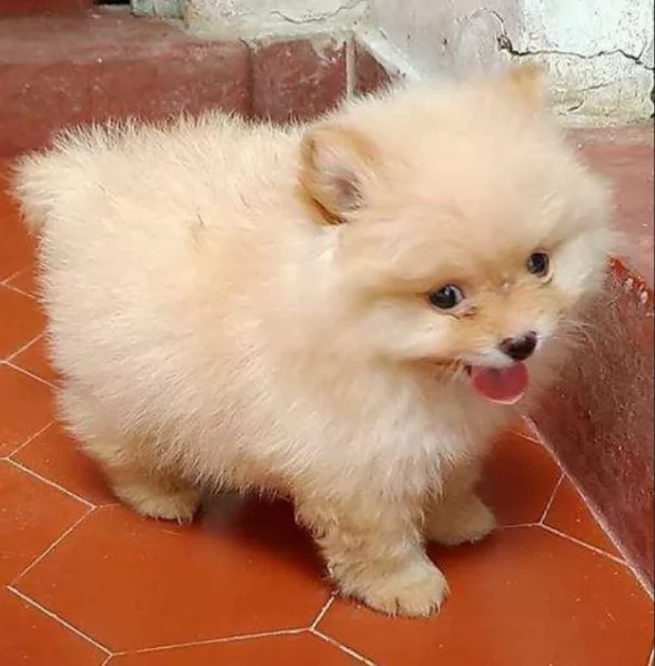 per adozione regalo Volpino Pomerania toy picolo razza | Foto 4