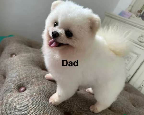 per adozione regalo Volpino Pomerania toy picolo razza