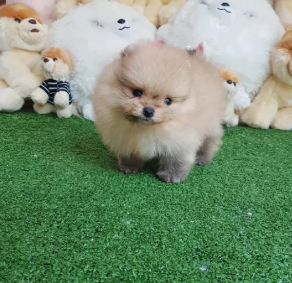 per adozione regalo Volpino Pomerania toy picolo razza | Foto 2