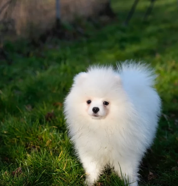per adozione regalo Volpino Pomerania toy picolo razza | Foto 6