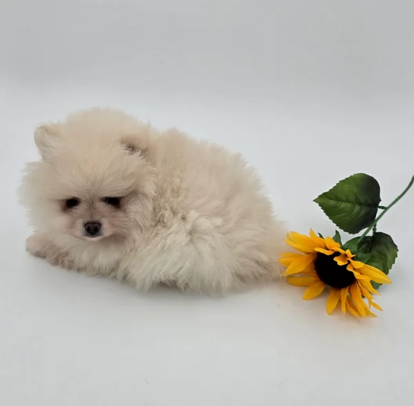 per adozione regalo Volpino Pomerania toy picolo razza | Foto 5
