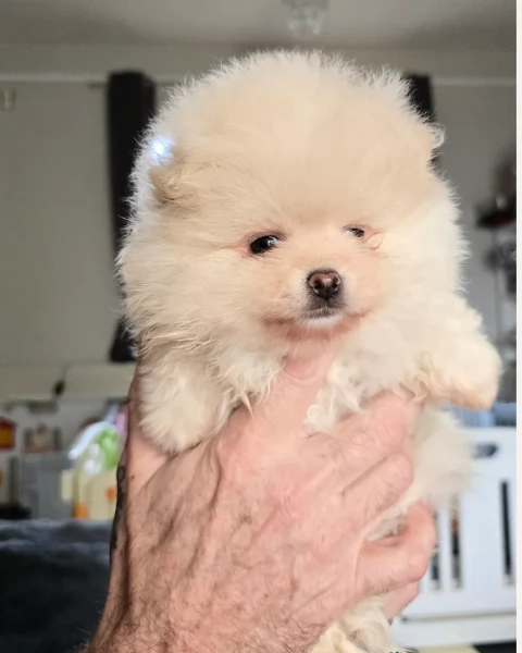 per adozione regalo Volpino Pomerania toy picolo razza | Foto 1