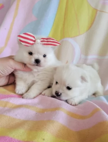 per adozione regalo Volpino Pomerania toy picolo razza | Foto 6