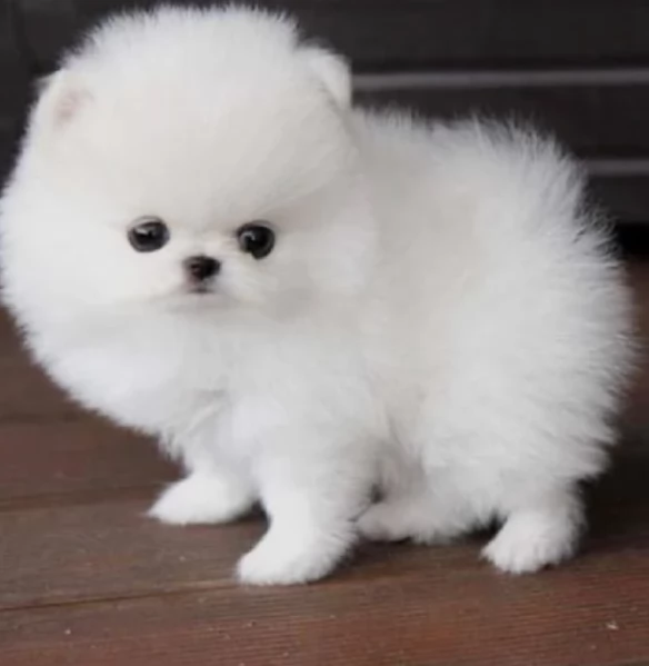 per adozione regalo Volpino Pomerania toy picolo razza | Foto 1