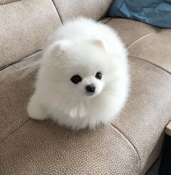 per adozione regalo Volpino Pomerania toy picolo razza | Foto 6
