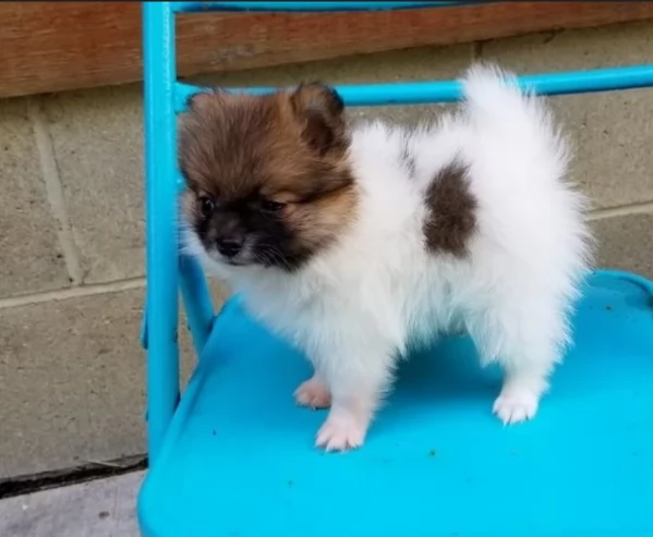 per adozione regalo Volpino Pomerania toy picolo razza | Foto 0
