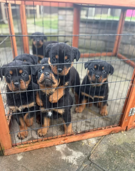 cuccioli di Rottweiler maschi e femmine per adozione