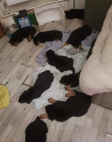 cuccioli di Rottweiler maschi e femmine per adozione | Foto 1