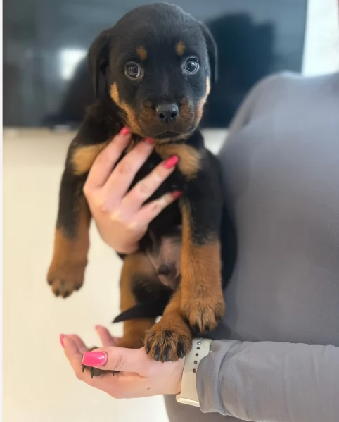 cuccioli di Rottweiler maschi e femmine per adozione | Foto 2