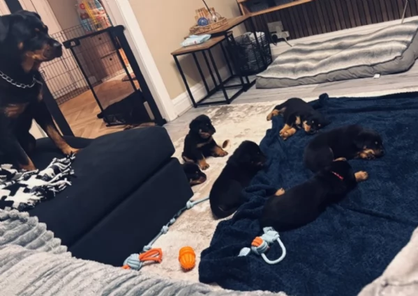 cuccioli di Rottweiler maschi e femmine per adozione