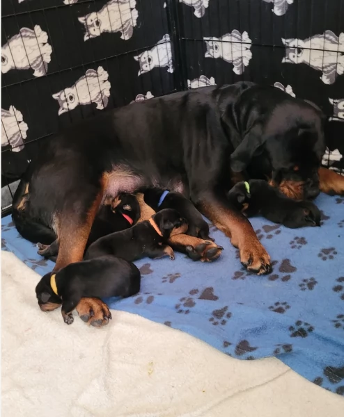 cuccioli di Rottweiler maschi e femmine per adozione | Foto 1