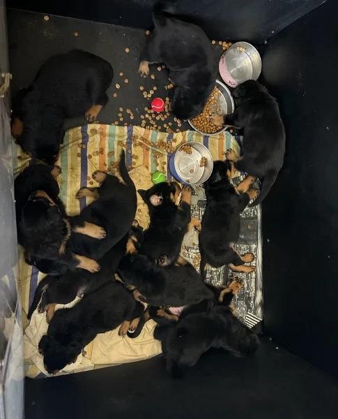 cuccioli di Rottweiler maschi e femmine per adozione | Foto 2