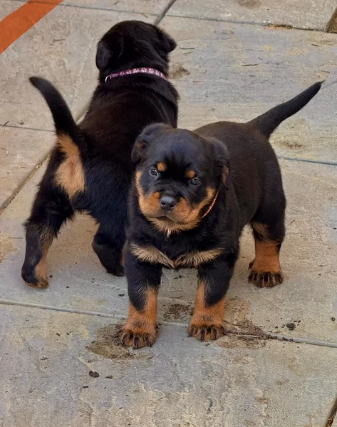 cuccioli di Rottweiler maschi e femmine per adozione