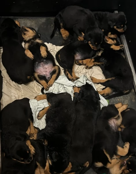 cuccioli di Rottweiler maschi e femmine per adozione | Foto 1