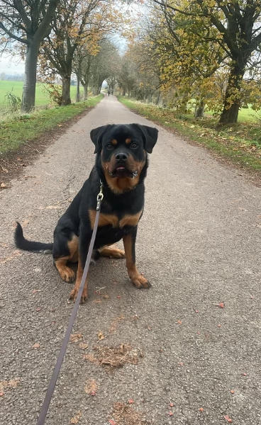 cuccioli di Rottweiler maschi e femmine per adozione