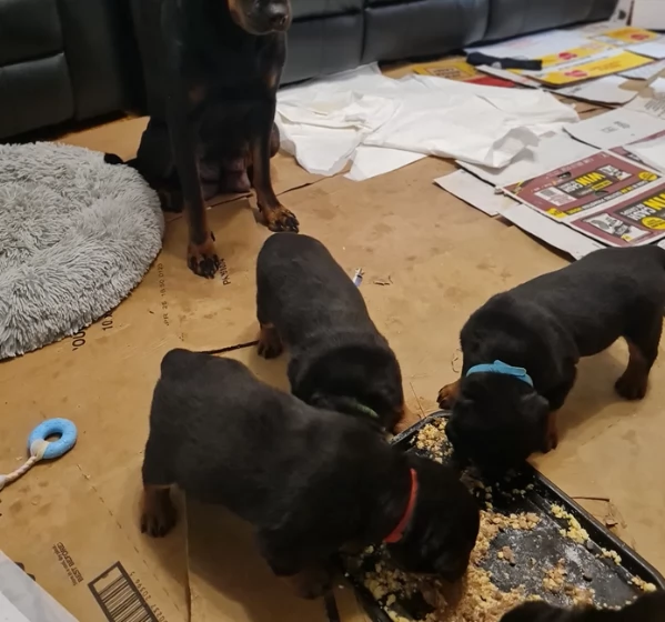 cuccioli di Rottweiler maschi e femmine per adozione