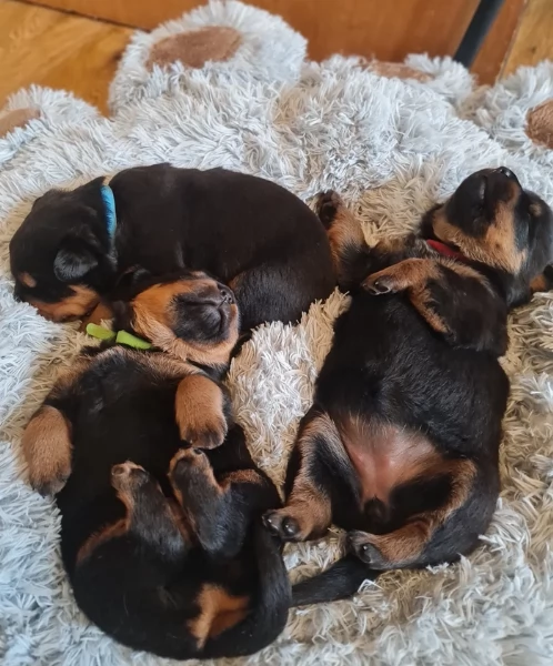 cuccioli di Rottweiler maschi e femmine per adozione