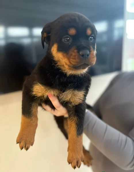 cuccioli di Rottweiler maschi e femmine per adozione | Foto 2