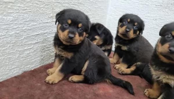 cuccioli di Rottweiler maschi e femmine per adozione | Foto 1